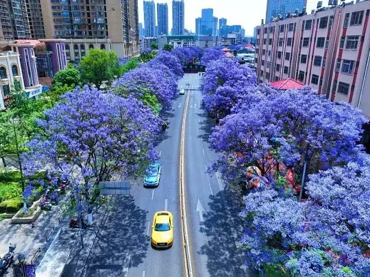 Malaking Namumulaklak na Puno