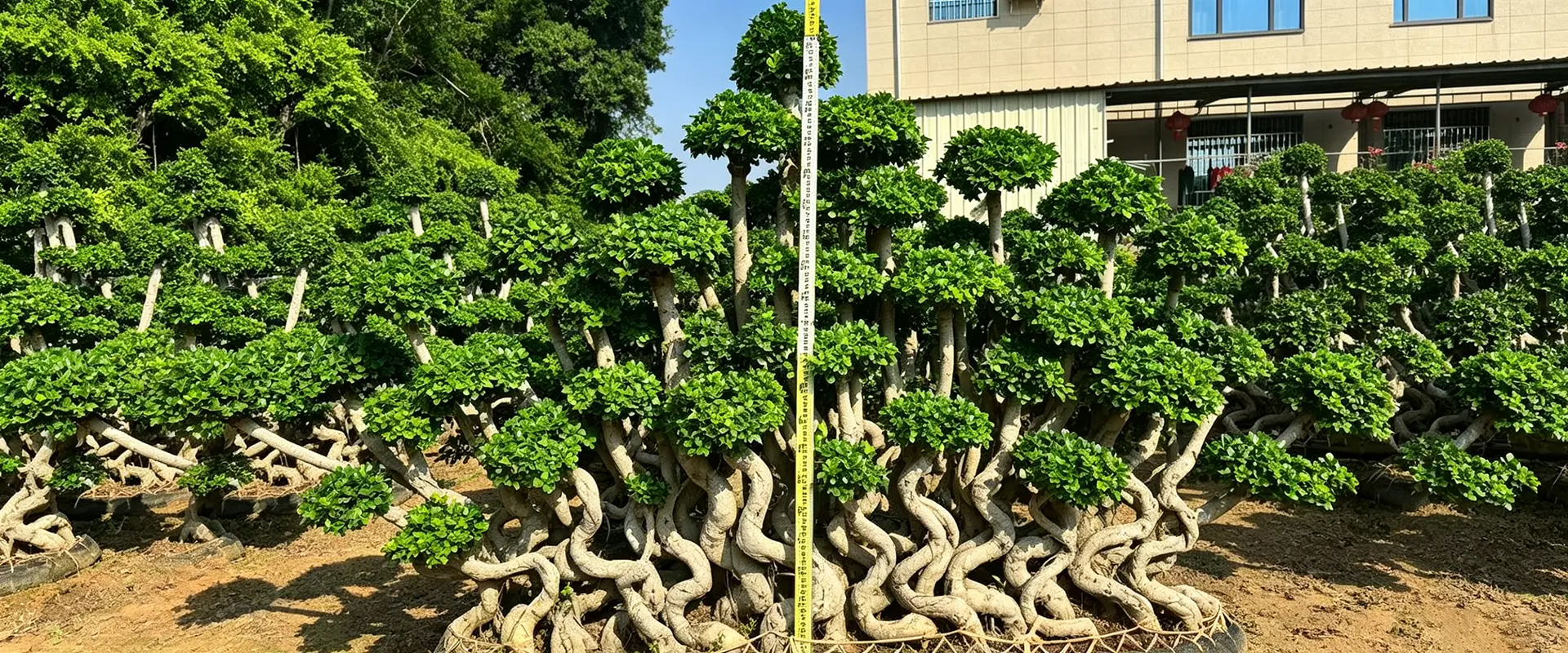 Supplier ng China Evergreen Shade Trees