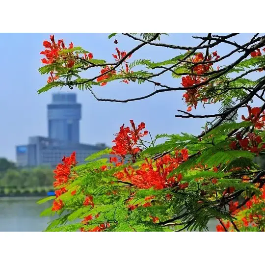 Paano Gumagawa ang Royal Poinciana ng Nakagagandang Tropical Landscape? Paano Gumagawa ang Royal Poinciana ng Nakagagandang Tropical Landscape?
