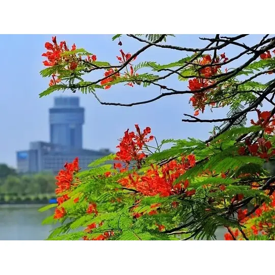 Bakit Pinalaki ng Container-Grown Royal Poinciana Liners ang Tagumpay sa Landscape? Bakit Pinalaki ng Container-Grown Royal Poinciana Liners ang Tagumpay sa Landscape?