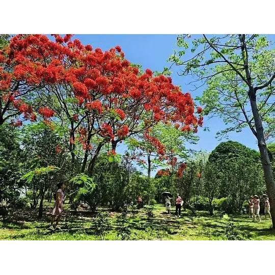Paano Pinapalawak ng Potted Royal Poinciana Trees ang Abot ng Market para sa mga Wholesaler ng Halaman? Paano Pinapalawak ng Potted Royal Poinciana Trees ang Abot ng Market para sa mga Wholesaler ng Halaman?