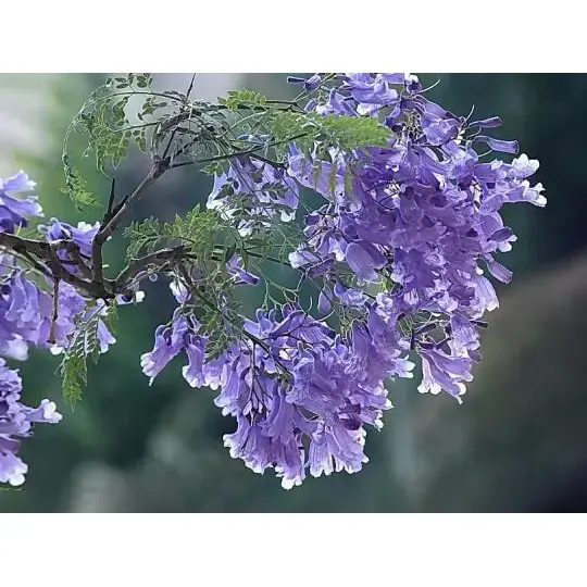 Paano Gumagawa ang isang Puno ng Jacaranda ng mga Nakamamanghang Landscape at Pangmatagalang Kagandahan?