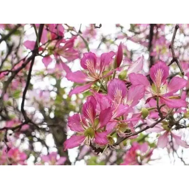 Paano Mababago ng Pink Orchid Tree ang Panloob at Panlabas na Lugar na may Pangmatagalang Kagandahan? Paano Mababago ng Pink Orchid Tree ang Panloob at Panlabas na Lugar na may Pangmatagalang Kagandahan?