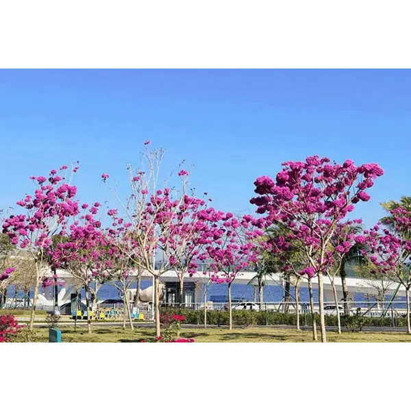 Ano ang Nagiging Mainam na Pagpipilian ang Purple Trumpet Tree para sa mga Nakagagandang Landscape Project?