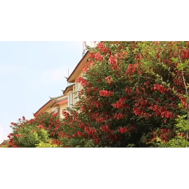 Cockscomb Coral Tree Liner