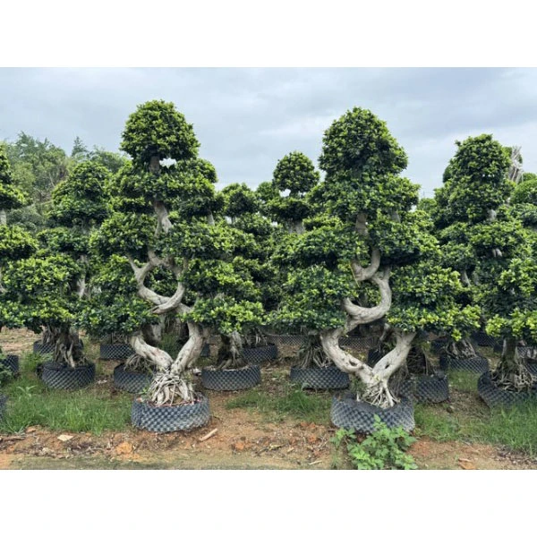 Mga Puno ng Kalye ng Ficus Microcarpa