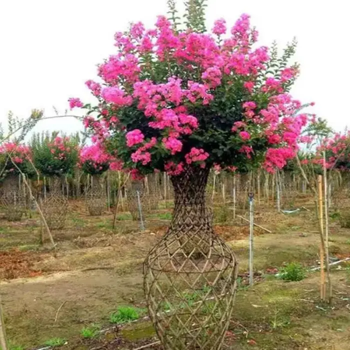 Crape Myrtle Liners