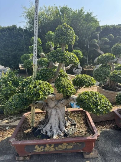 Ficus Microcarpa Street Trees