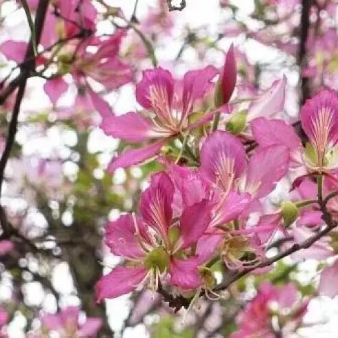 Pink Orchid Tree Bonsais