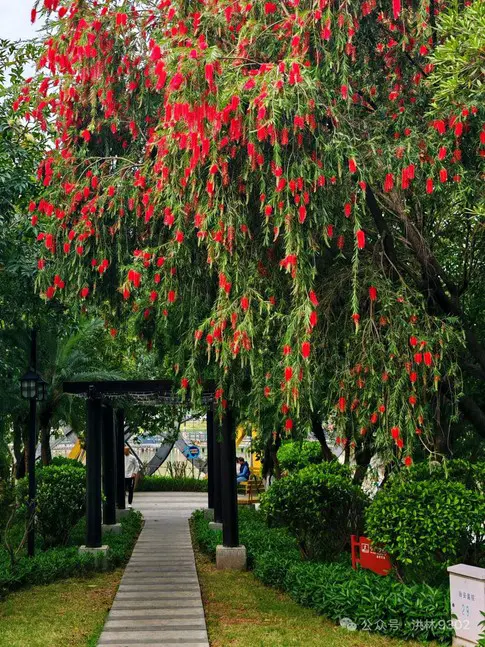 Weeping Bottlebrush Liners