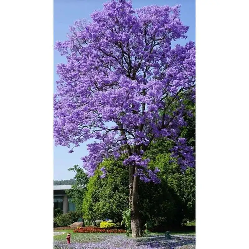 Mga Puno ng Jacaranda Street
