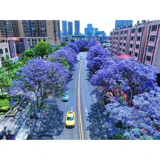 Mga Puno ng Jacaranda Street