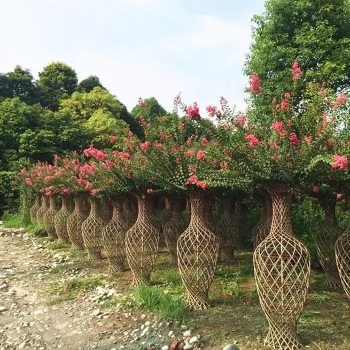 Ispesimen Crape Myrtle Tree