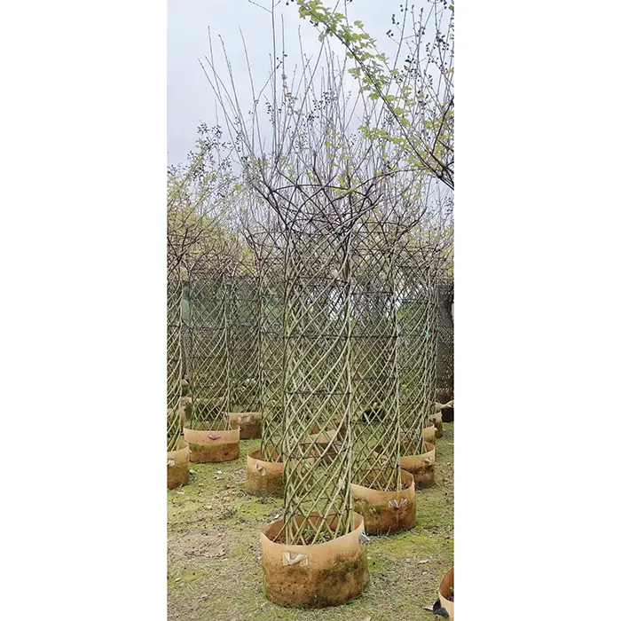 Ispesimen Crape Myrtle Tree
