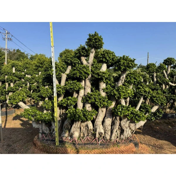 Ispesimen Ficus microcarpa Tree
