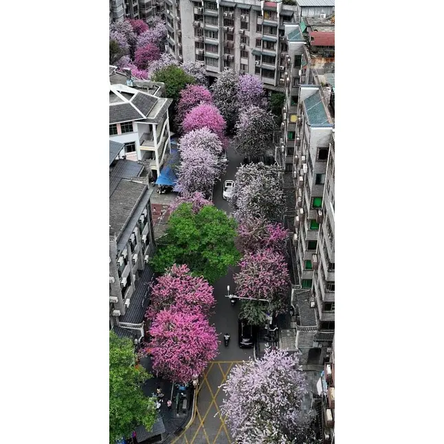 Ispesimen Pink Orchid Tree