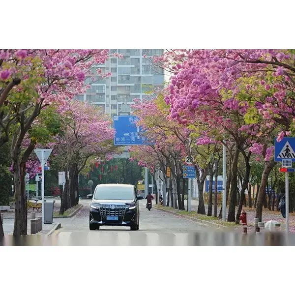 Ispesimen Purple Trumpeta Tree