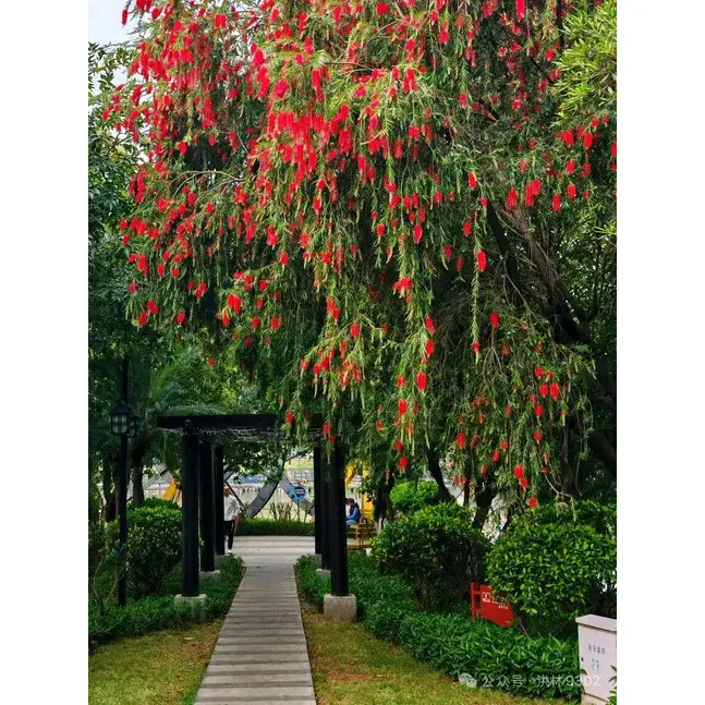 Specimen Weeping Bottlebrush Tree