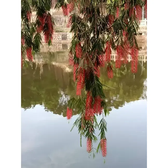 Umiiyak na Bottlebrush Bonsai